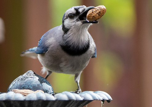 Blue Jay holds onto a big peanut