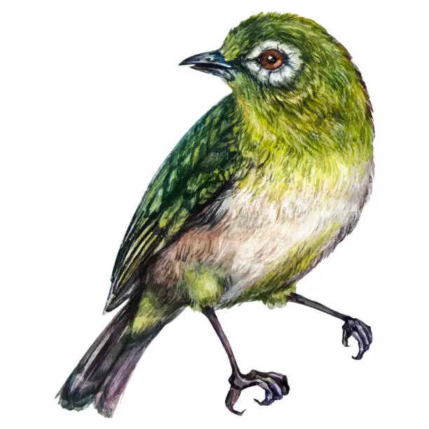 Vector illustration of The White-eyes Birds Watercolor Illustration