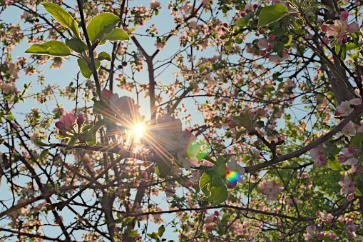 Scenic morning view of apple tree branch with blossoms and sun beams. Blurred branches against blue sky in the background. Abstract spring concept.