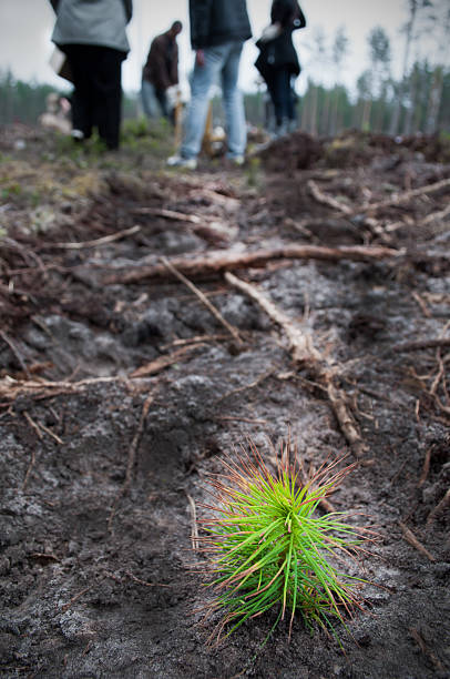 istock Reforestation.People planting the tree. New young forest. 122302511