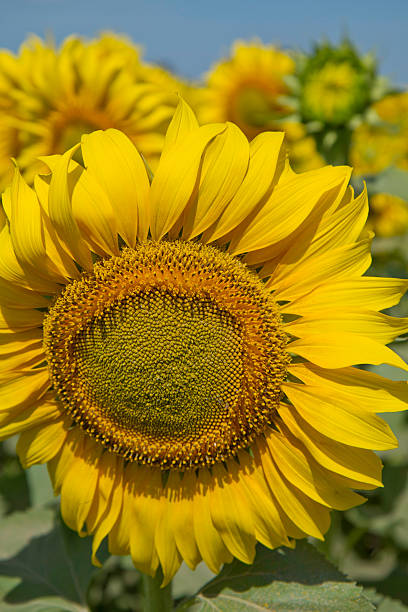 Sunflower in the wind stock photo