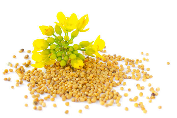 planta de mostaza con flores amarillas y semillas. sinapis planta flor amarilla. semillas de mostaza y flores frescas de mostaza aisladas sobre fondo blanco. flor de colza y canola aislada en blanco. - mustard flower fotografías e imágenes de stock