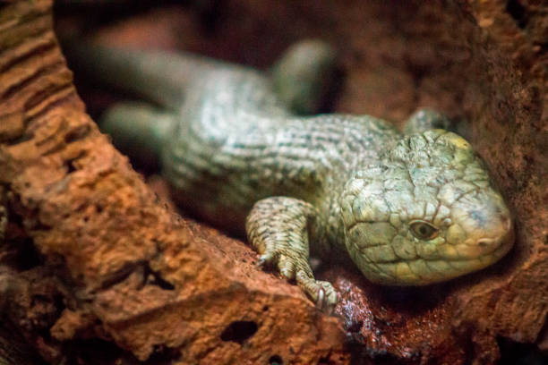 Lizard laying in a log at the John Ball Zoo