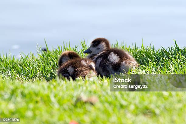 Baby Ducklings - Fotografie stock e altre immagini di Acqua - Acqua, Ambientazione esterna, Anatra - Uccello acquatico