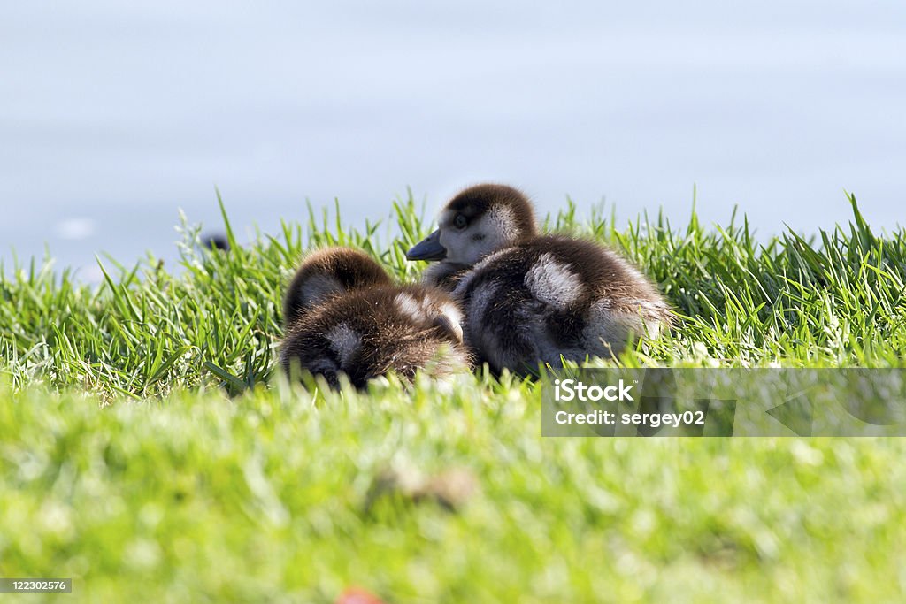 Baby ducklings - Zbiór zdjęć royalty-free (Dzikie zwierzęta)