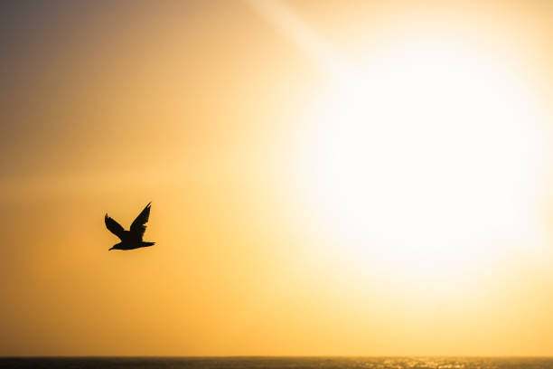 istock Sea burd flying through morning sunrise 1223026892