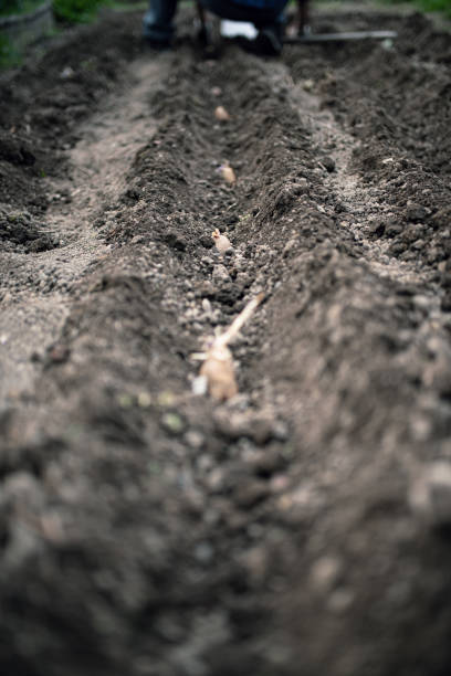 istock Quarantine gardening: a row of potatoes before being buried 1223027286