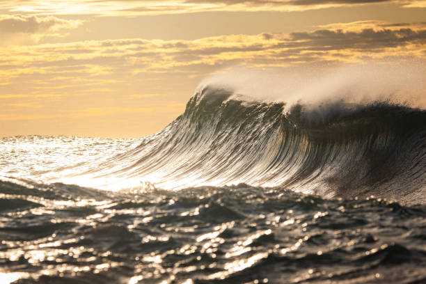 istock Clean golden breaking wave with offshore wind during morning light 1223027424