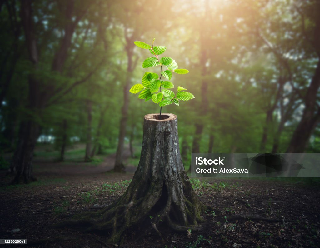 There is hope Young tree emerging from old cut down tree stump Resilience Stock Photo