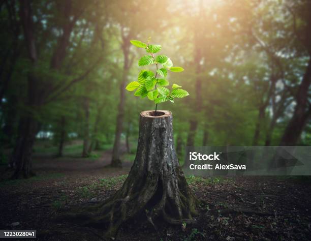 There Is Hope Stock Photo - Download Image Now - Resilience, Concepts, Tree