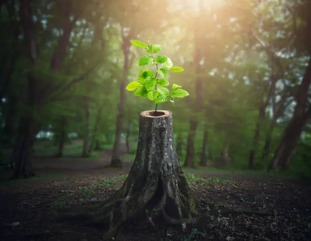 Young tree emerging from old cut down tree stump