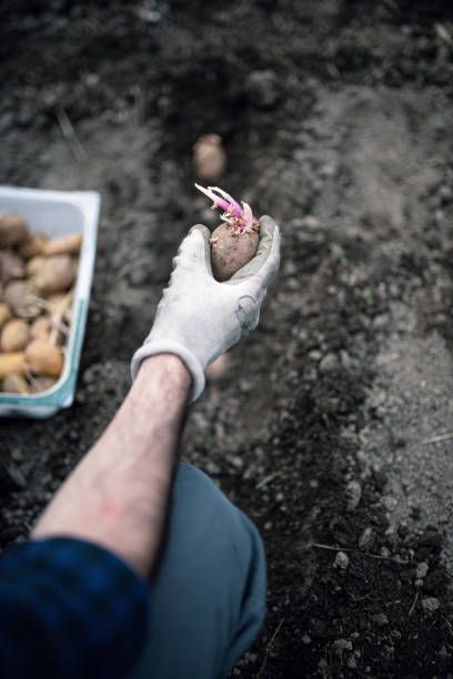 Quarantine gardening: a man is planting potatoes