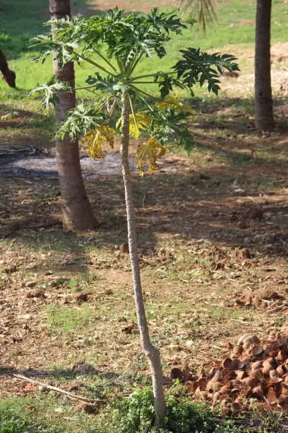 Photo of Papaya yield