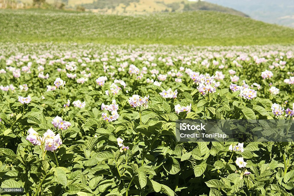 Fields of potatoes  Agricultural Field Stock Photo