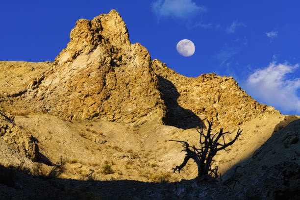 istock Tree Silhouette with Golden Hour Moonrise in Blue Sky 1223028869