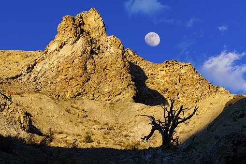 Tree Silhouette with Golden Hour Moonrise in Blue Sky - Landscape scenic in rugged canyon with warm sunset light illuminating the rocks with blue sky and nearly a full moon rising.