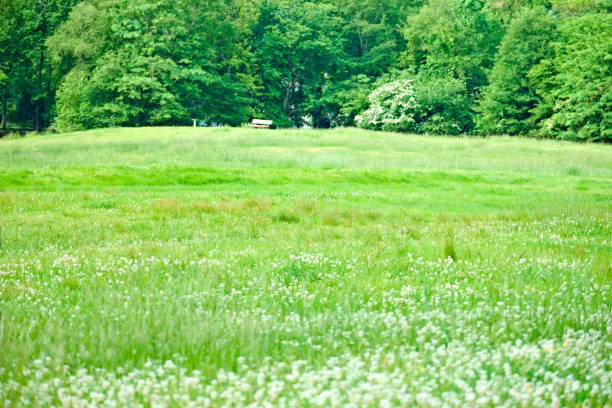 Landscape. Bench by the trees in the park, flowering meadow in the foreground. Created in Memphis, TN, 05/04/2020