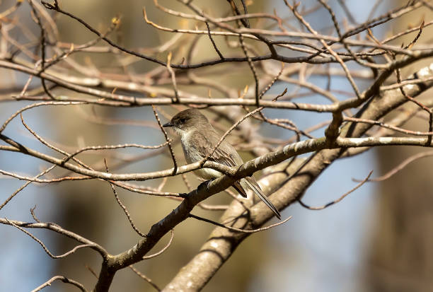 восточная фиби в заповеднике, штат висконсин, сша. - bird spring branch phoebe стоковые фото и изображения
