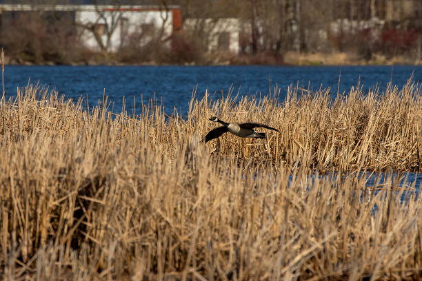 istock Canada goose in flight over the reeds. 1223029874