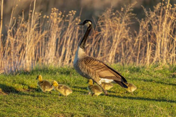 istock Canada goose with gosling on the Meadow. 1223029950