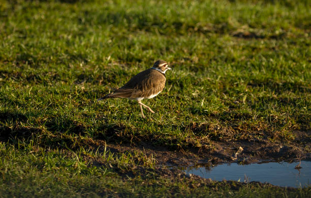 das killdeer (charadrius vociferous) auf einer nassen wiese. - canadian beach audio stock-fotos und bilder