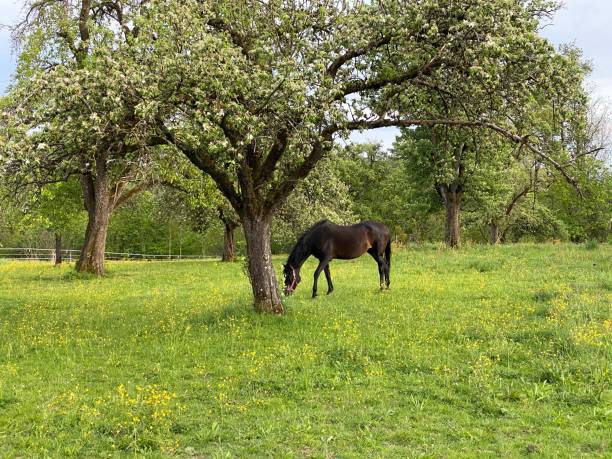 istock Black horse grazing under the tree 1223030069