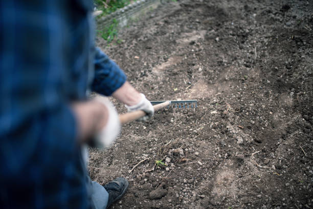 istock Quarantine gardening:  a man uniforms the land with the rake after planting vegetables 1223030497