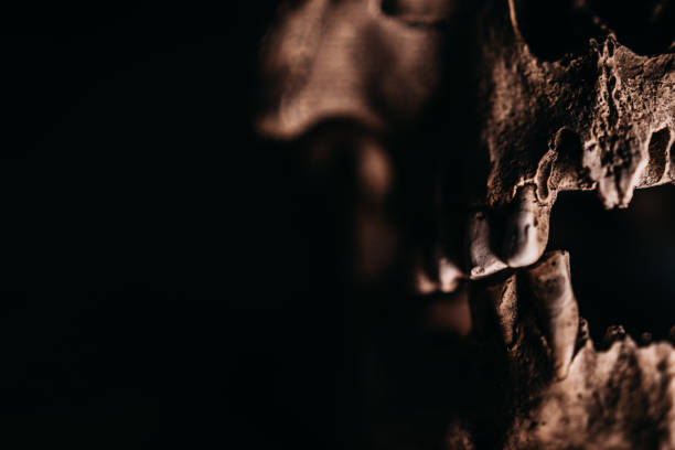 Plaster white skull close-up on a black background. Fake plaster skull on a dark background. Model for drawing a skull, for art school students. Anatomy and art education concept