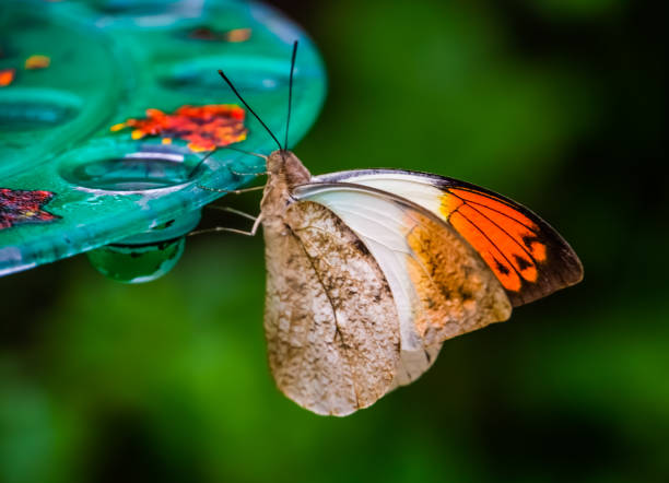 vue de côté d’un papillon géant de pointe orange, belle espèce d’insecte tropical d’asie - hebomoia glaucippe photos et images de collection