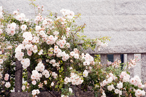 Old white roses, flowered bush  by a stone wall.