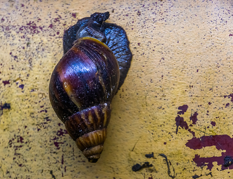 closeup of a giant african snail, a very popular tropical slug as food and pet, Traditional offering in the Candomble religion