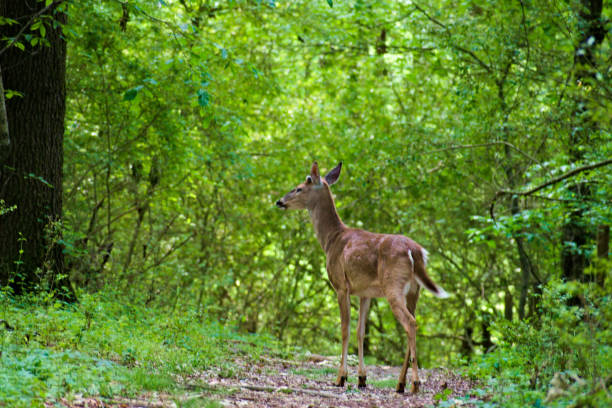 istock One Deer in the Woodland 1223031240