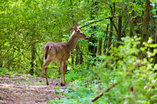 istock One Deer in the Woodland 1223031300