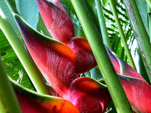 Tropical Flower original from South America also known as Macaw Flower or Platanillo