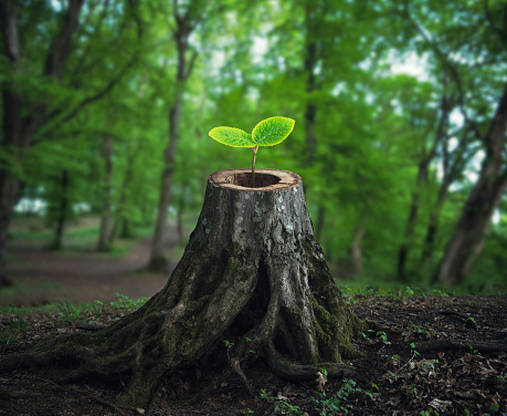 Small tree plant growing from old tree stump in the woods