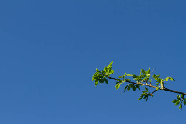 amazing plain clean blue sky without clouds and plane pollution with a branch of tree for imagination, nature, gardening with inspiration, copy space - covid-19 springtime