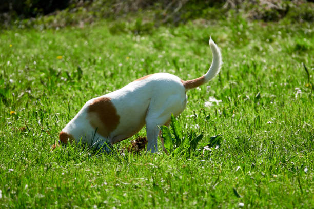 Dog digs in the meadow