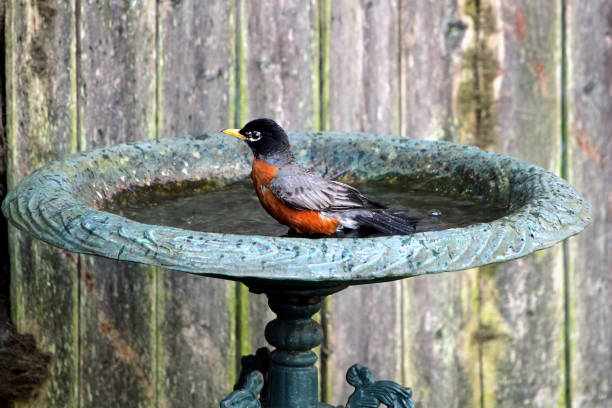 Bird bath robin stock photo