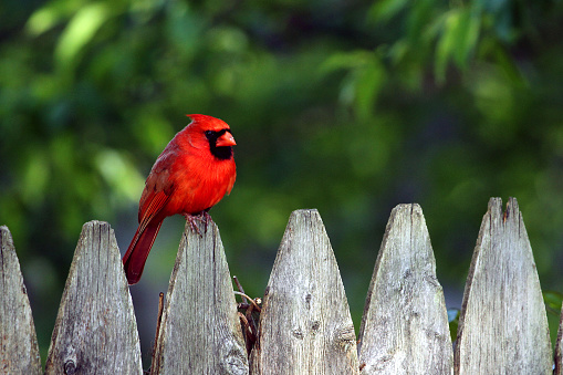 Male cardinal perched on a rustic garden fence