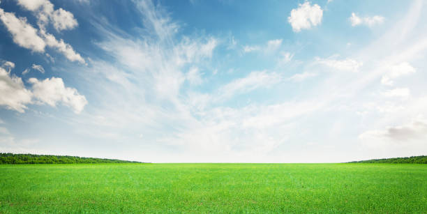 istock Green grass field and clear blue sky 1223033202