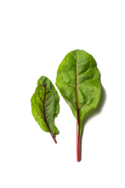 istock two edible chard leaves on a white background 1223033979