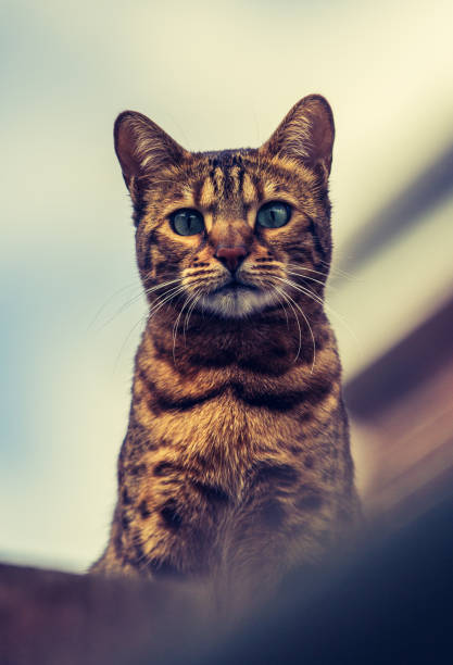 istock Low angle view of a striped Bengal cat sitting on a roof 1223034113