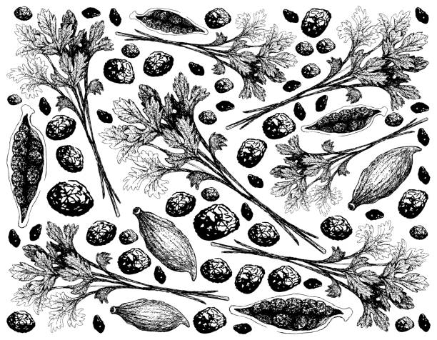 ilustrações de stock, clip art, desenhos animados e ícones de hand drawn of coriander leaves and cardamom pods - cilantro parsley spice white background
