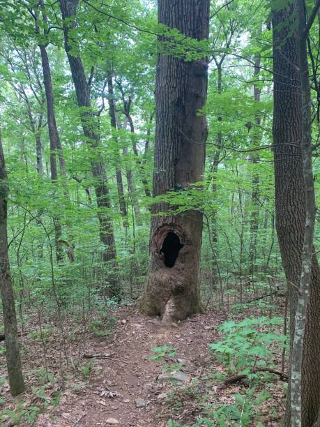 istock GA Appalachian Trail Tree with Hole in it 1223038197