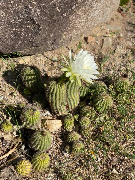 istock Cactus flowers in Corsica 1223040873