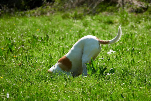 istock Dog digs in the meadow 1223041108