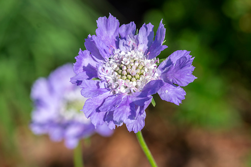 Scabiosa caucasica light blue flowerin plant, beautiful ornamental meadow flowers in bloom, green background