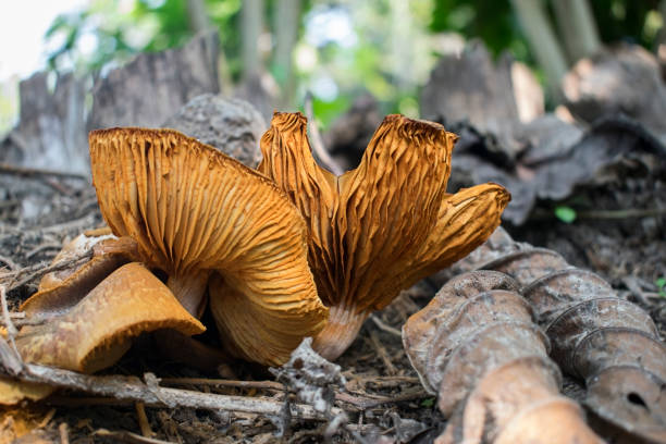 istock Yellow large toadstool or fungus or mushroom on a forest ground in a wet surface of monsoon or rainy weather 1223041385