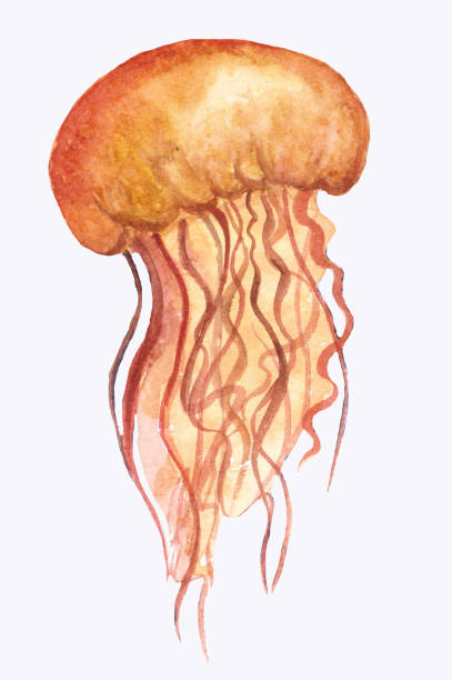 orange ozean wasser quallen, medusa, isoliert, aquarell-illustration - jellyfish translucent sea glowing stock-grafiken, -clipart, -cartoons und -symbole