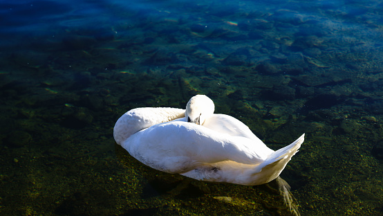 two white swans on blue lake, empty space for text, concept love, romanticism or valentine day